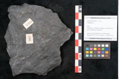 Foto (Objekt + Etikett) von Callipteris sp.  (NHMW-GEO-2024-0188-10916)